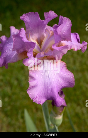 Nahaufnahme von einem violetten Bartiris mit nach einem Regen Sturm und einem grünen Hintergrund Stockfoto