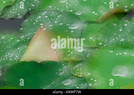 Wassertropfen auf Lotus Blätter (Nymphaea), Nahaufnahme Stockfoto