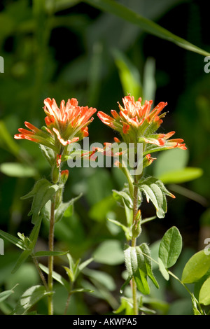 Indian Paintbrush Orange Blume Nahaufnahme mit einem weichen Wald-Hintergrund Stockfoto