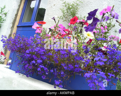 bunte Blumenkasten vor Haustür Devon Cottage Stockfoto