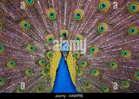ein Pfau Anzeige die Schwanzfedern Stockfoto