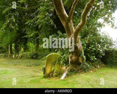 unheimliche einsame Grabstein unter krummen Baum im Kirchhof Canterbury, England Stockfoto