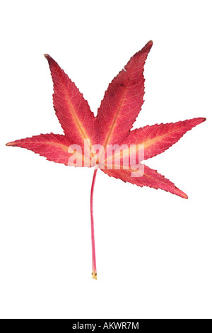 Ahornblatt Herbst ausgeschnitten auf weißem Hintergrund Stockfoto