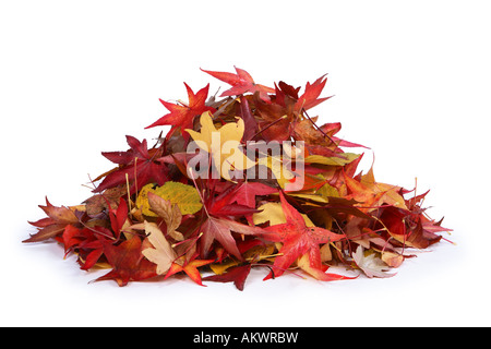 Haufen Blätter ausschneiden auf weißem Hintergrund Stockfoto