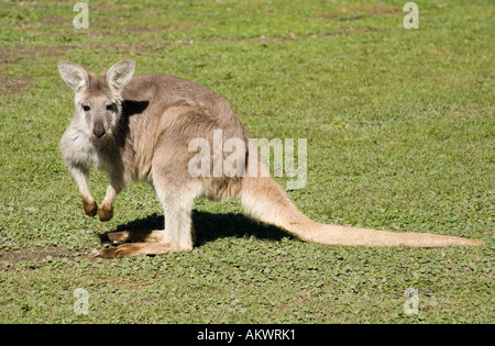 Eine östliche Wallaroo, Macropus robustus Stockfoto