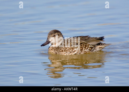 Grün, geflügelten Teal Anas Vogelarten Wildwasser zeichnen Erhaltung Bereich Cochise County Arizona USA 3 März Erwachsene Stockfoto