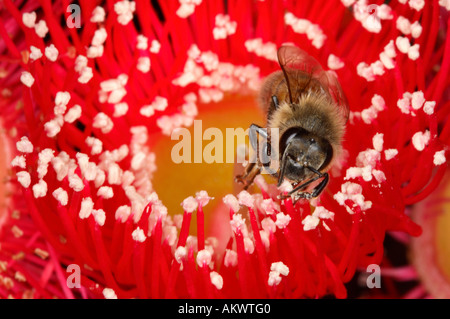 eine Honigbiene sammeln von Pollen und Nektar aus einer Red Gum Baum Blume Stockfoto