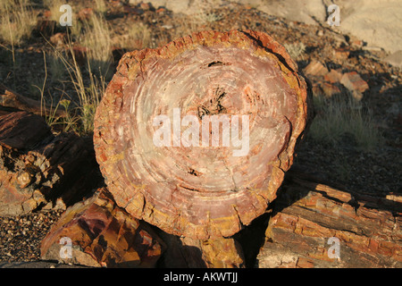Querschnitt eines versteinerten Protokolls im Petrified Forest National Park Arizona Stockfoto