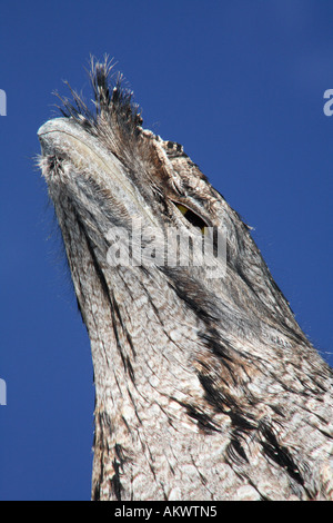 Froschmund, Podargus strigoides. Dieser Froschmund stammt aus Australien. Coffs Harbor, NSW. Stockfoto