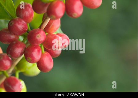 Reife Kona Kaffee Bohnen auf Ast. Stockfoto