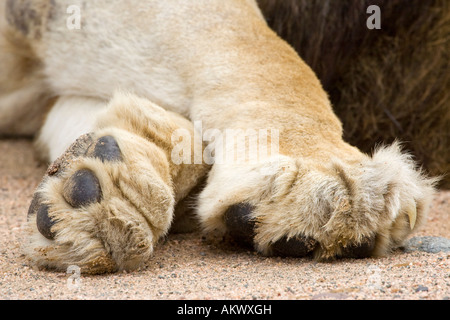 Nahaufnahme von einer großen männlichen Löwen Pfoten Stockfoto