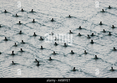 Amerikanisches Blässhuhn Schwimmen Schwimmen Gruiformes Marsh Feuchtgebiet Wasservogel Usa Herde Gruppe See Teich Stockfoto