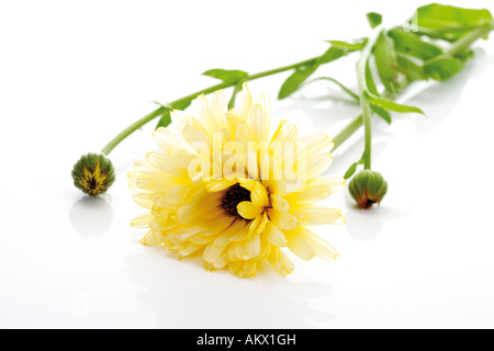 Ringelblume (Calendula Officinalis), Blüte verlieren-Up Single Stockfoto