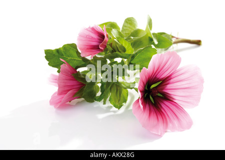 Malve (Malva Silvestris), Nahaufnahme Stockfoto