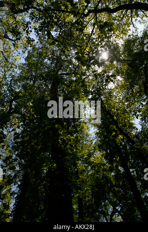 Baumkronen im Congaree Nationalpark South Carolina United States Stockfoto