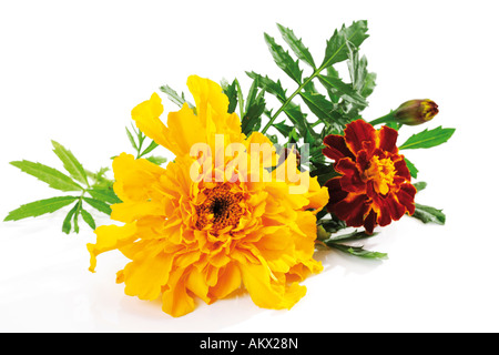 Blüten der Ringelblume (Tagetes), Nahaufnahme Stockfoto