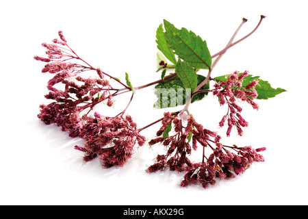 Kies Wurzel (Eupatorium), Nahaufnahme Stockfoto