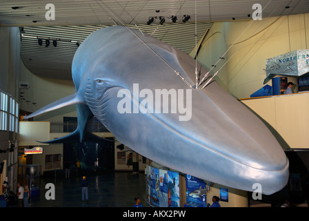 Anzeige eines Modells eines Blauwals in das Aquarium of the Pacific in Long Beach, California, Vereinigte Staaten von Amerika, Nordamerika. Stockfoto