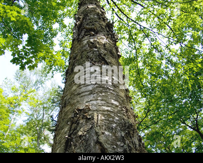 Gelb-Birke, Betula Alleghaniensis oder Betula lutea Stockfoto