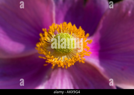 Anemone japonica Stockfoto