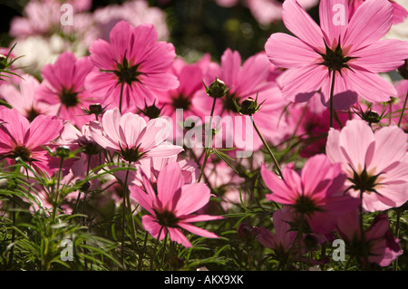 Nahaufnahme von rosa Kosmos Blumen Blüten Blüten im Sommergarten Blumenbeet Grenze England Großbritannien Großbritannien Großbritannien Stockfoto