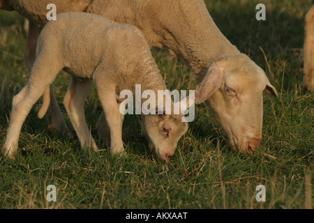 Junge Schafe mit Ewe, Weiden Stockfoto