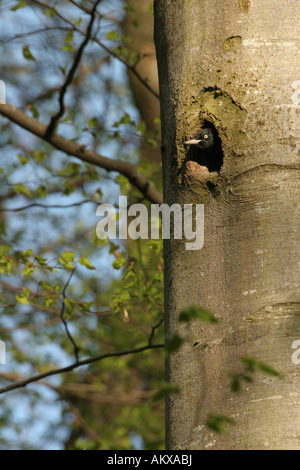 Weiblicher Schwarzspecht (Dryocopus Martius) aus Baum-Loch Stockfoto