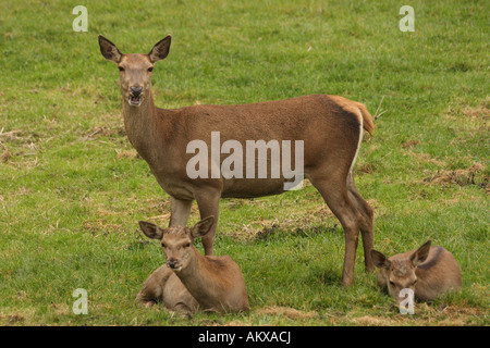 Rothirsch, Cervus Elaphus, Weiblich, mit zwei Kitzen Stockfoto