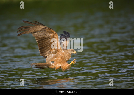 Schwarzmilan (Milvus Migrans), Deutschland Stockfoto