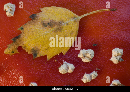 Birkenblatt auf Fliegenpilz, Deutschland Stockfoto