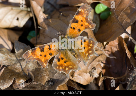 Komma Schmetterling (Polygonia c-Album), Deutschland Stockfoto