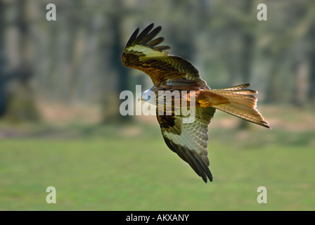 Rotmilan (Milvus milvus) im Flug Stockfoto