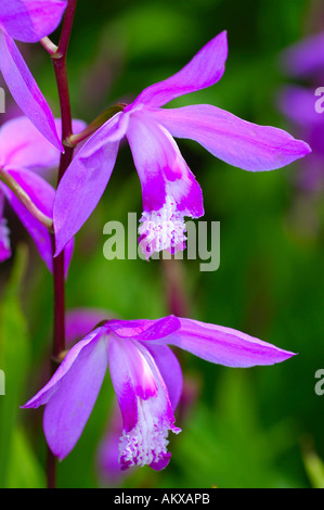 Chinesisch gemahlen, Orchidee, Urn Orchidee, Hyazinthe Orchidee, Hardy Orchidee Bletilla Striata Stockfoto