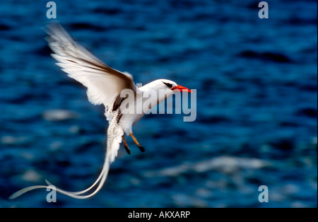 Red-billed aethereus Tropicbird (Phaeton) im Flug Stockfoto