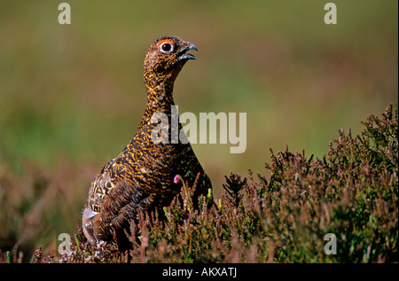 Moorschneehuhn (Lagopus Lagopus Scoticus) Stockfoto