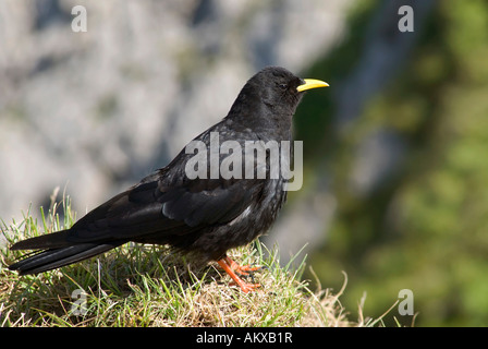 Alpine Alpenkrähe (Pyrrhocorax Graculus) Stockfoto