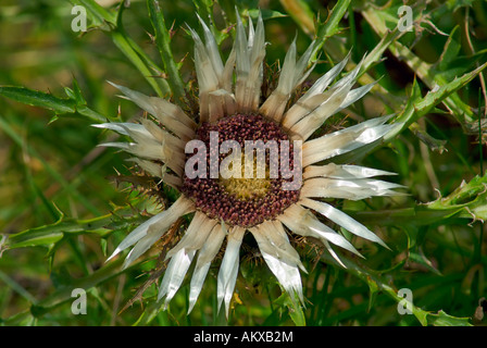 Blume der Silberdistel (Carlina Acaulis) Stockfoto