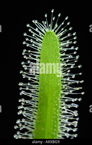 Kap-Sonnentau, afrikanischer Sonnentau Drosera capensis Stockfoto