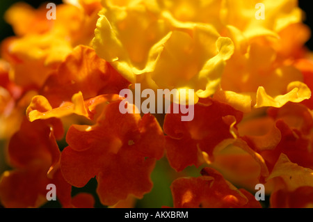 Lantana Camara Hybriden (Verbenacea), Detail, Nahaufnahme Stockfoto