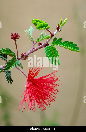 Fee Duster Calliandra Eriophylla Erbse Familie ein aka ein Calliandra Mesquitilla falsche Mesquite A schöne dekorative shru Stockfoto