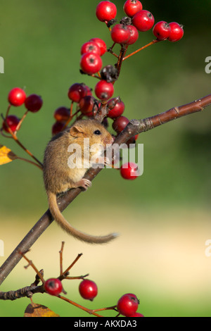 Hazel Dormouse auf Weißdorn im Herbst UK Stockfoto