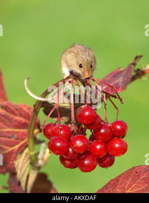 Ernten Sie Maus Micromys Minutus auf Guelder Rose Herbst UK Stockfoto