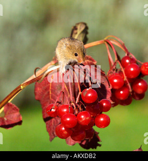 Ernten Sie Maus Micromys Minutus auf Guelder Rose Herbst UK Stockfoto