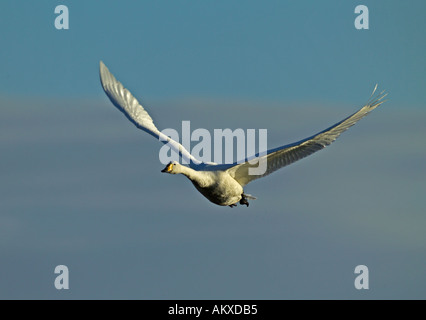 Whooper Schwan Cygnus Cygnus Erwachsenen Schottland winter Stockfoto