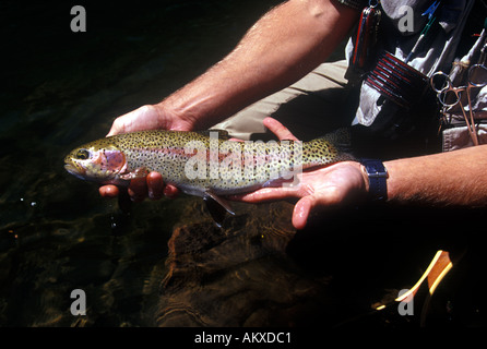 Regenbogenforelle gefangen und freigegeben am Fluss Pfanne in Basalt-Colorado Stockfoto