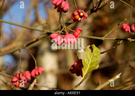 Rote Spindel Pflanze Euonymus europaeus Stockfoto