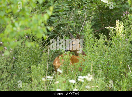 Rehe Capreolus Capreolus am Wald-Rand Kent UK Sommer Stockfoto