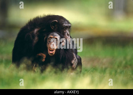 Schimpansen Pan troglodytes Stockfoto