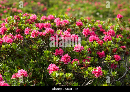 Rhododendron Ferrugineum (Rusty-leaved Alpenrose), Nationalpark Nockberge, Kärnten, Österreich Stockfoto