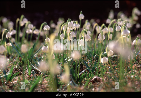 Wiese mit Feder Schneeflocken (Leucojum Vernum L.) Stockfoto